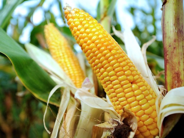 Den amerikanske landbruksgiganten Monsanto gir opp å få solgt genmodifiserte kornsorter i Europa.